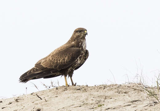 Image of Common Buzzard