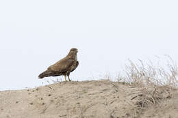 Image of Common Buzzard