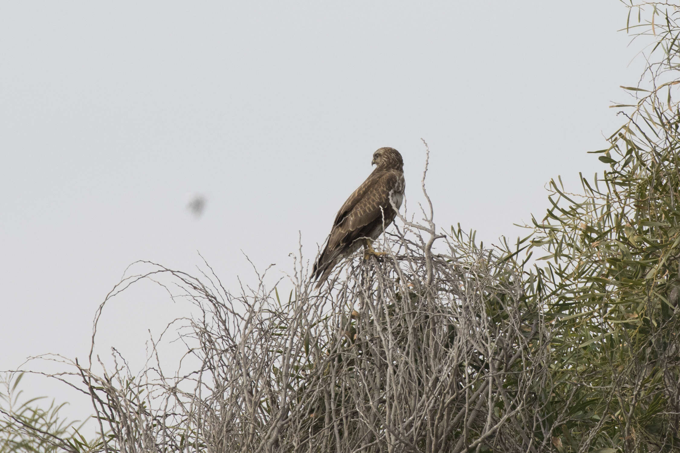 Image of Common Buzzard