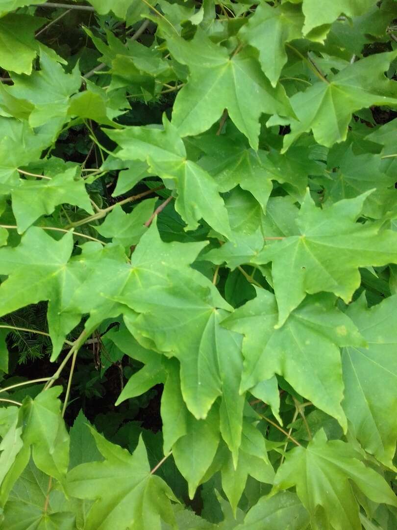 Image of Acer pictum C. P. Thunberg ex A. Murray