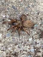 Image of Stanford Hills Trapdoor Spider