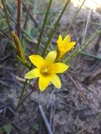 Image of Romulea elliptica M. P. de Vos