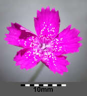 Слика од Dianthus deltoides L.