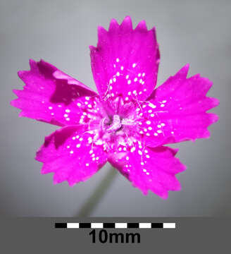 Слика од Dianthus deltoides L.