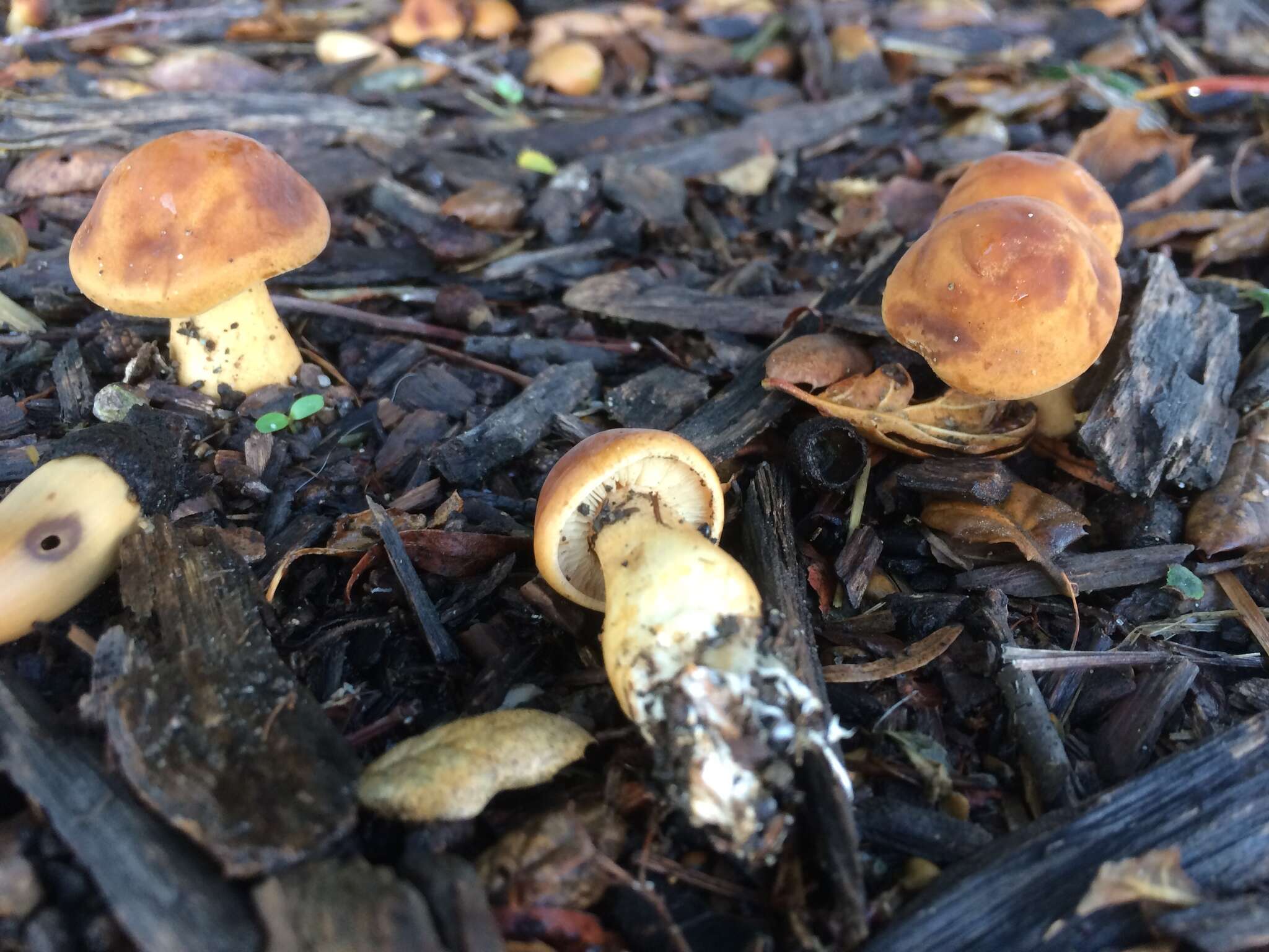 Image de Agrocybe putaminum (Maire) Singer 1936