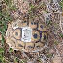 Image of Testudo graeca nabeulensis Highfield 1990