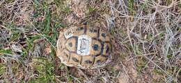 Image of Testudo graeca nabeulensis Highfield 1990