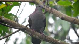 Image of Dusky Pigeon