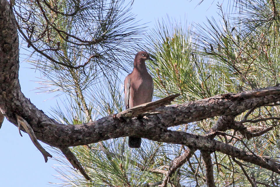 Image de Pigeon simple