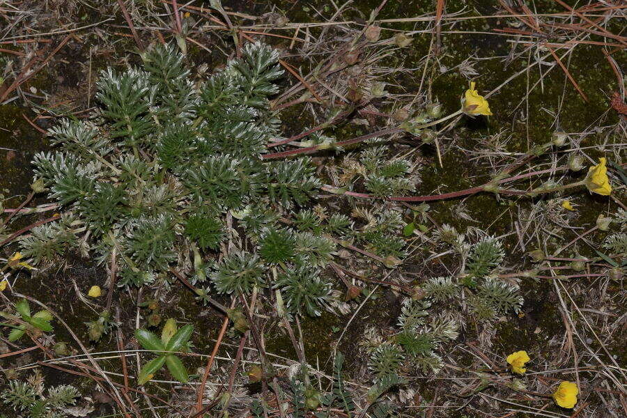 Image of Potentilla candicans Humb. & Bonpl. ex Schltdl.