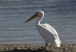 Image of Great White Pelican