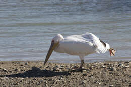 Image of Great White Pelican