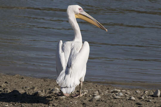 Image of Great White Pelican