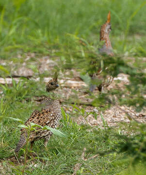 Image of Elegant Quail