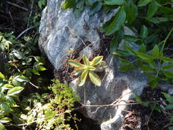 Image of Echeveria tamaulipana Mart.-Aval., Mora-Olivo & M. Terry