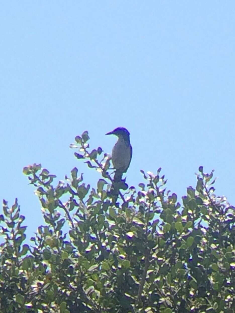 Image of Island Scrub Jay