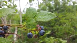 Sivun Vaccinium formosum Andr. kuva