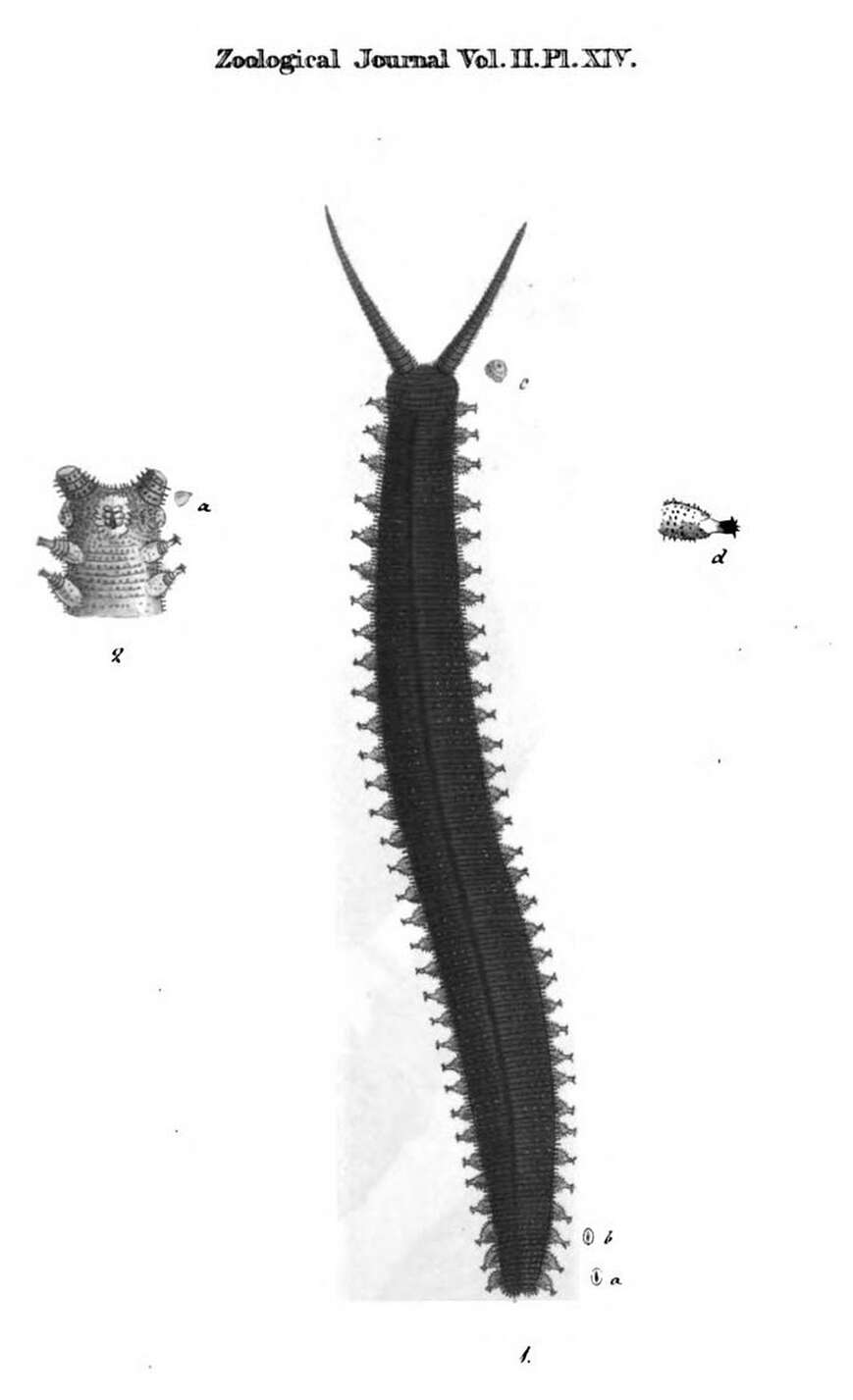 Image of velvet worms