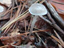 Image of Mycena cinerella (P. Karst.) P. Karst. 1879