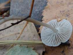 Image of Mycena cinerella (P. Karst.) P. Karst. 1879