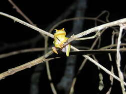 Image of Dendropsophus arndti Caminer, Milá, Jansen, Fouquet, Venegas, Chávez, Lougheed & Ron 2017