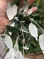 Image of Weeping sage