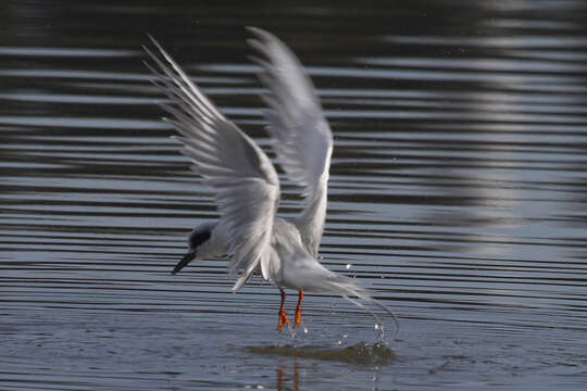 Image of Forster's Tern