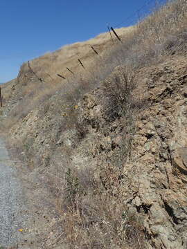 Image of Metcalf Canyon jewelflower