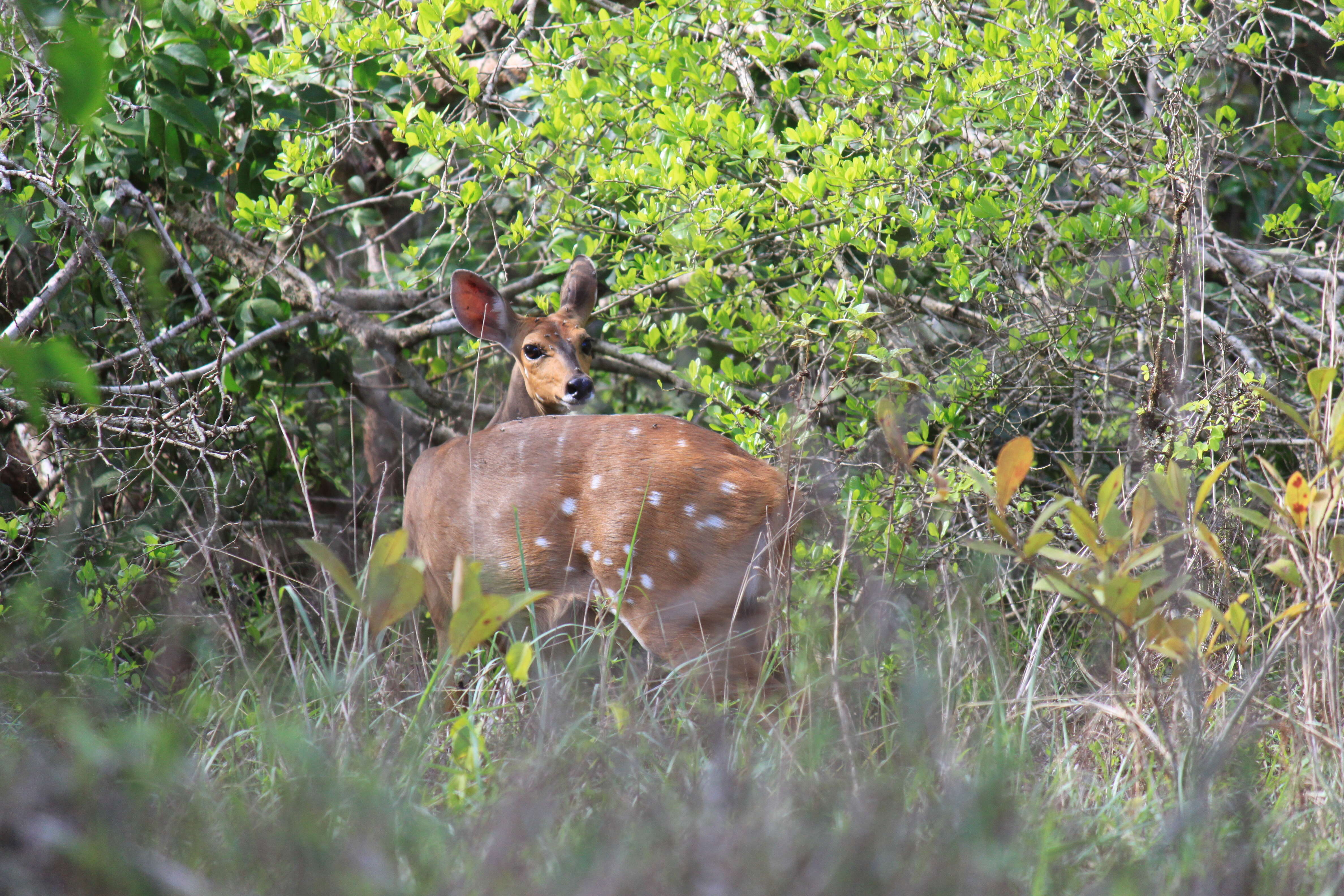 Image of Bushbuck