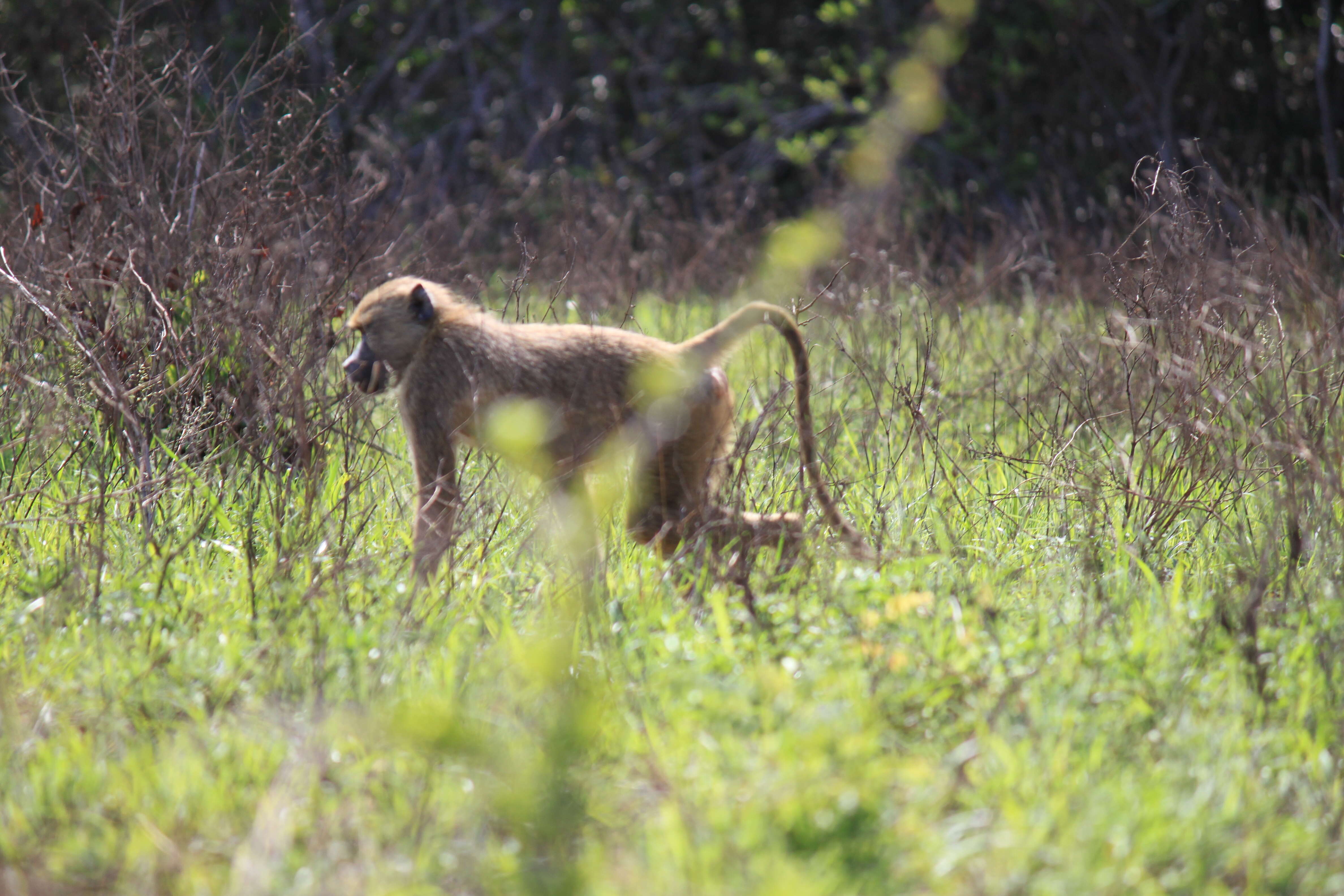 Image of Yellow Baboon