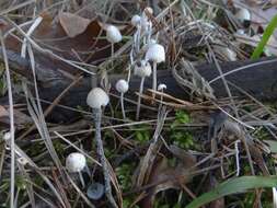 Слика од Mycena metata (Secr. ex Fr.) P. Kumm. 1871