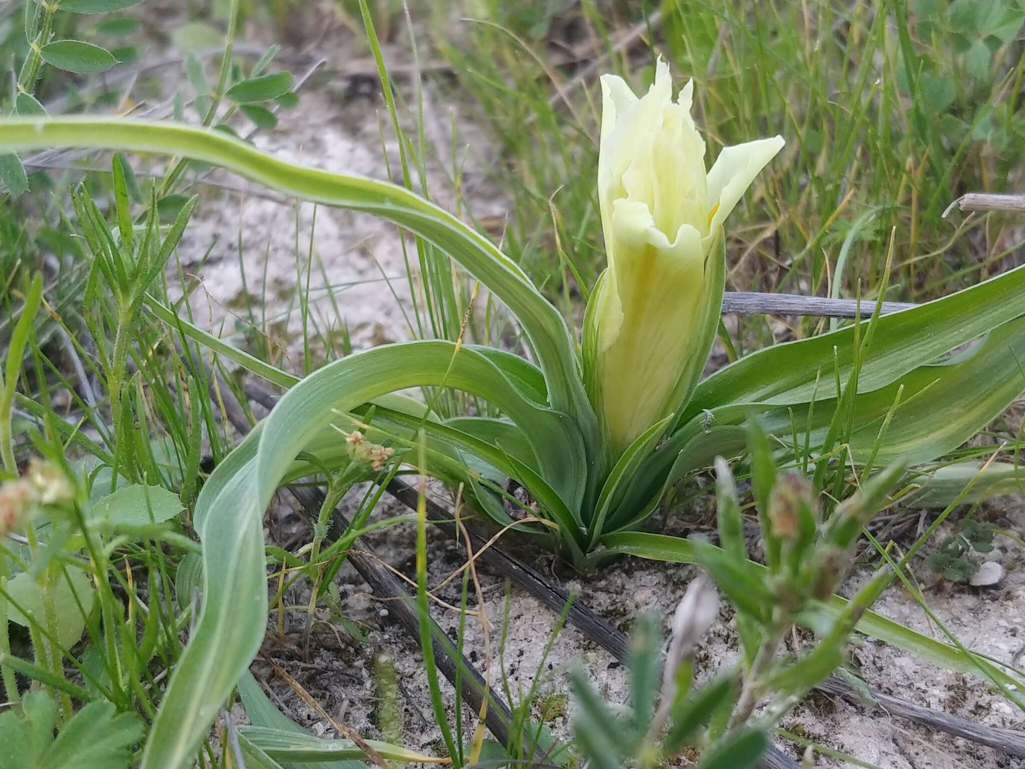 Iris palaestina (Baker) Barbey的圖片