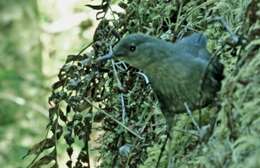 Image of American Dipper