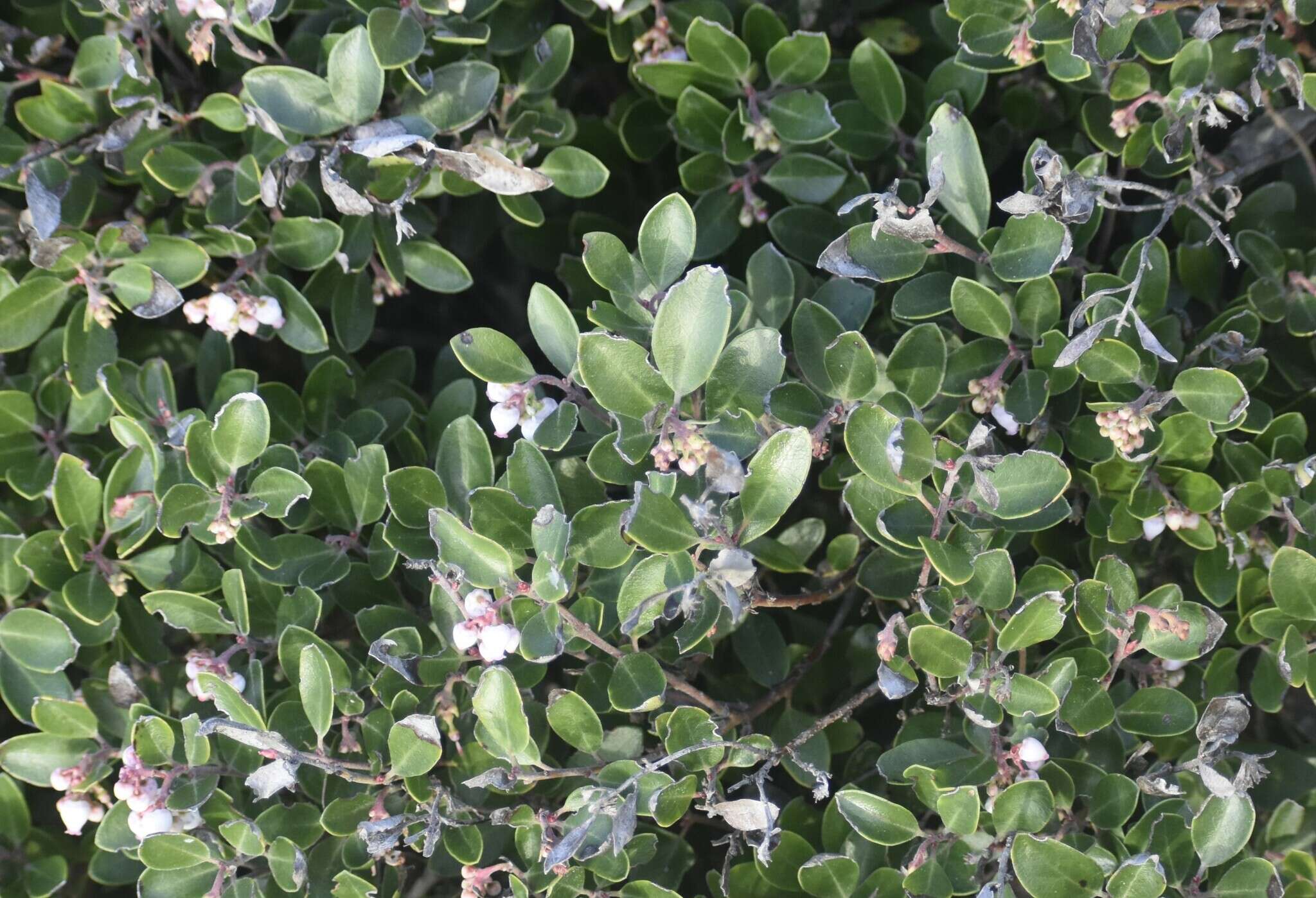 Image of Franciscan manzanita