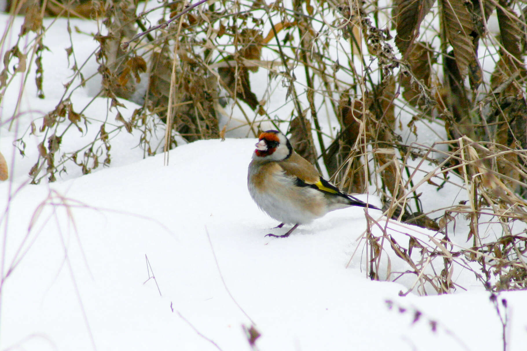 Image of European Goldfinch