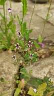 Imagem de Schizanthus parvulus Sudzuki