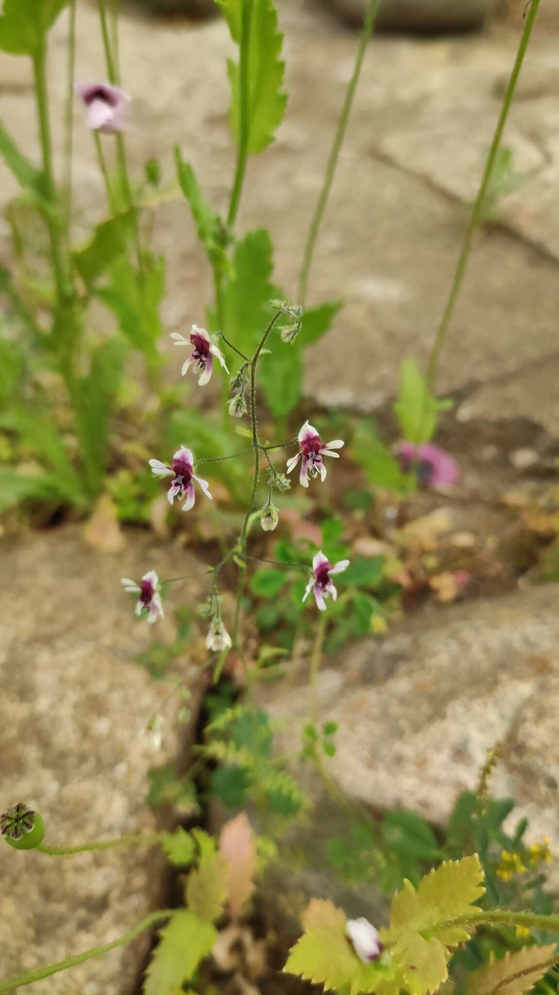 Imagem de Schizanthus parvulus Sudzuki