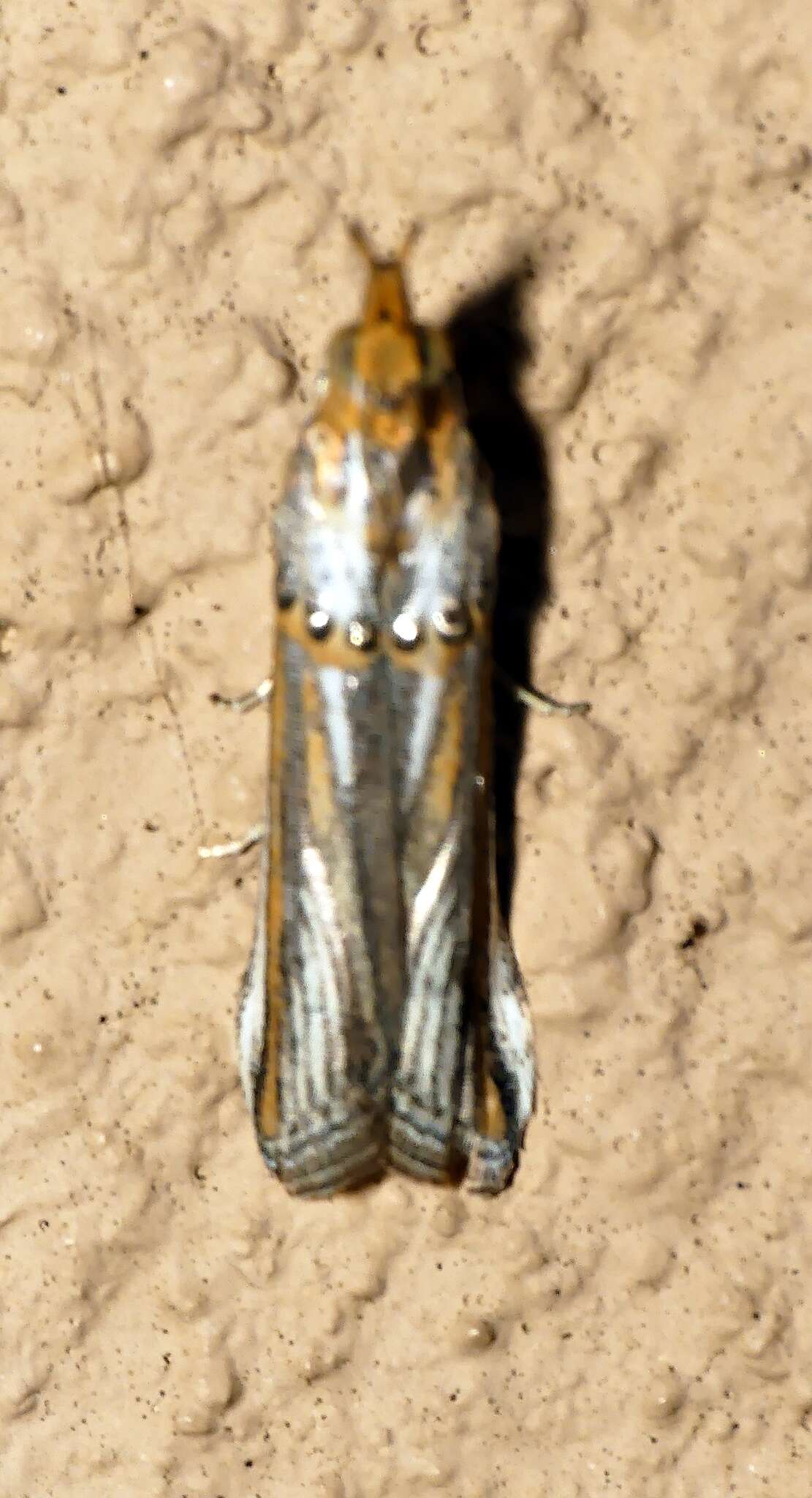 Image of Etiella chrysoporella Meyrick 1879