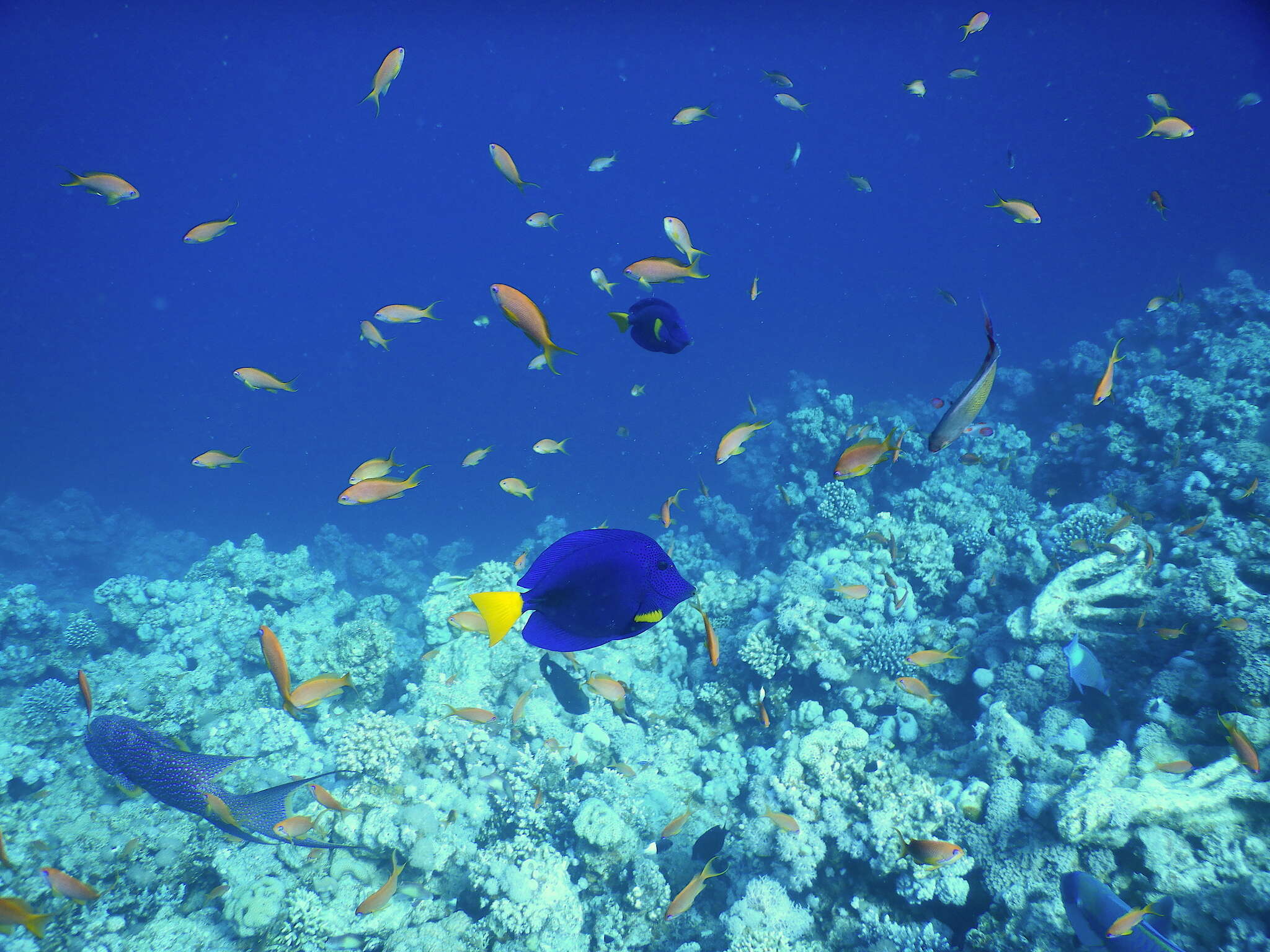 Image of Dusky Sailfin Tang