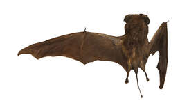 Image of European Free-tailed Bat
