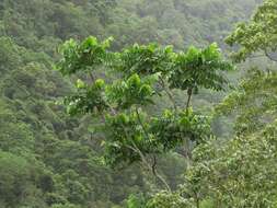 Image of Dysoxylum gaudichaudianum (Juss.) Miq.