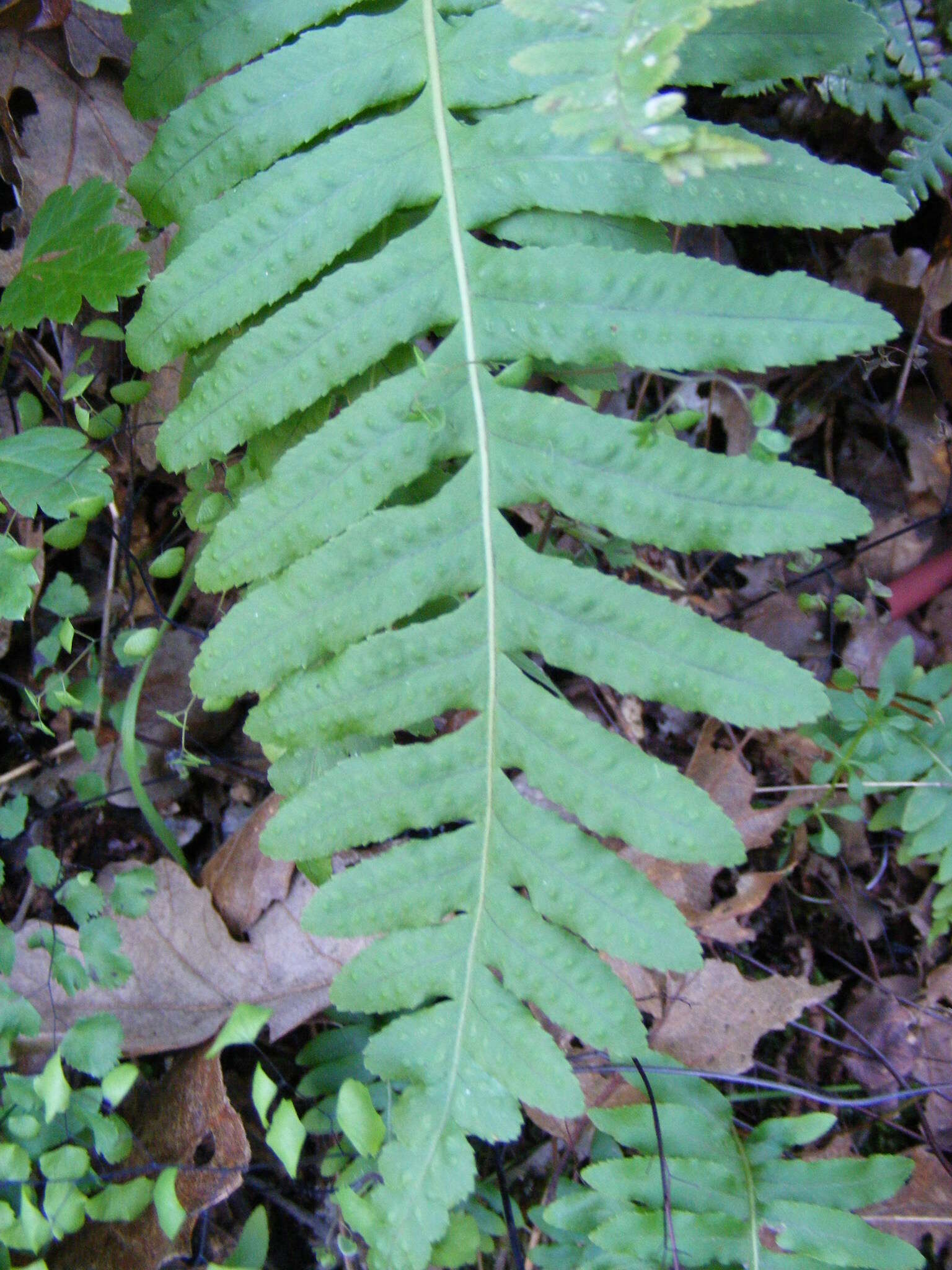 Polypodium calirhiza S. A. Whitmore & A. R. Smith的圖片