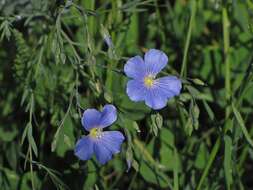 Image of Blue flax