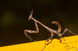 Image of Phyllothelys werneri Karny 1915