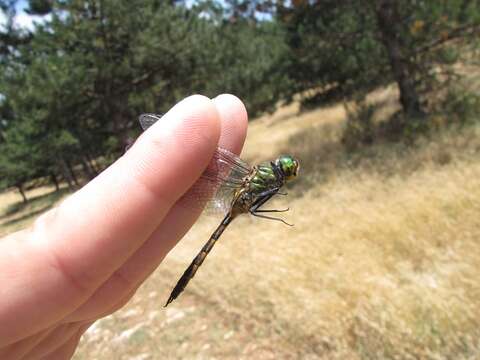 Image of Yellow-spotted Emerald