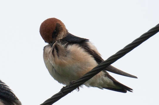 Image de Hirondelle ariel