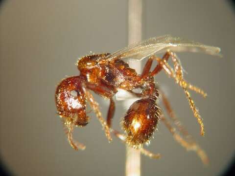 Image of Anza Desert Harvester