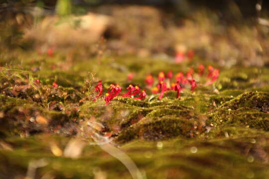 Image of Utricularia menziesii R. Br.