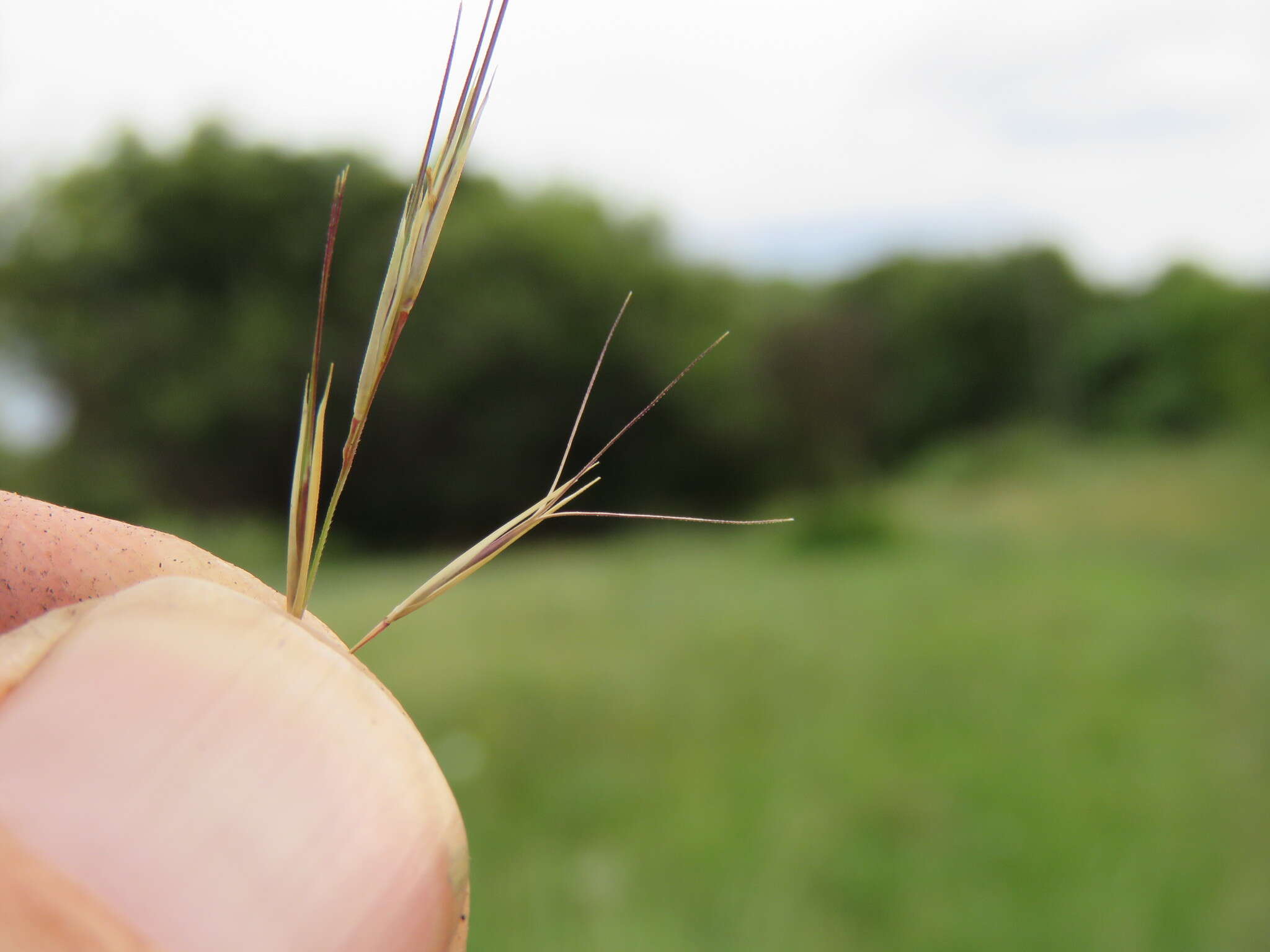 Image of Aristida bipartita (Nees) Trin. & Rupr.