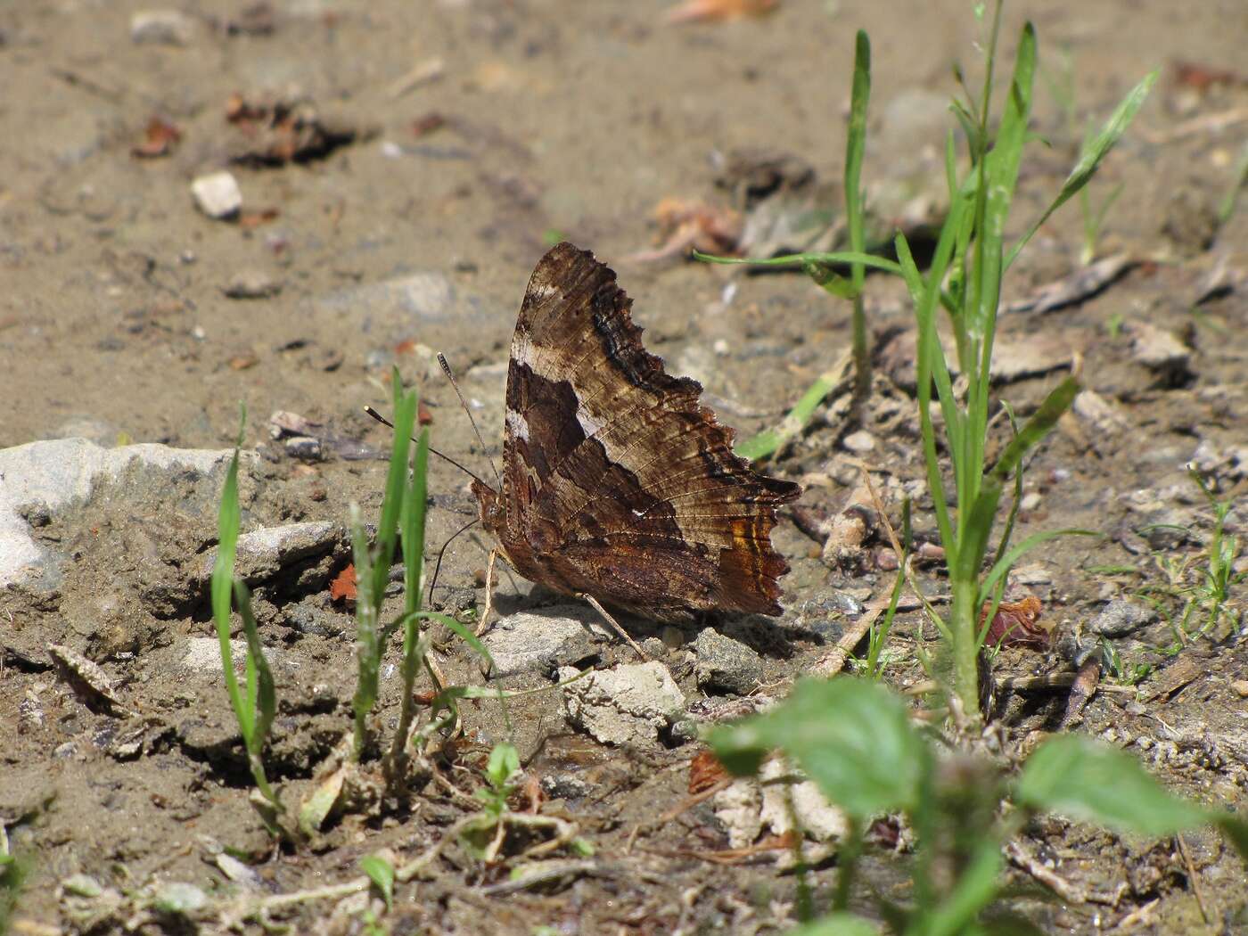 Plancia ëd Nymphalis vaualbum